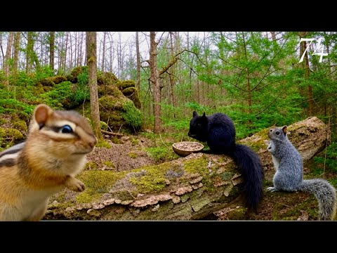 Cat TV: 3+ Hours of Relaxing Forest Life: Chipmunk, Chickadees and Squirrels 4K. Ep. 74