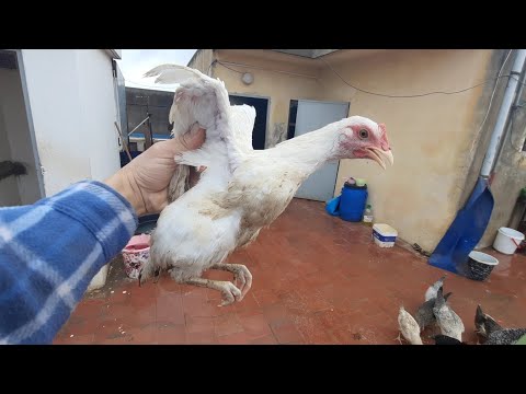 مشروع ب 7 دراهم في سطح المنزل