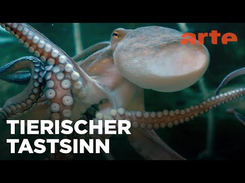 Feine Antennen | Was Tiere fühlen | ARTE Fernweh