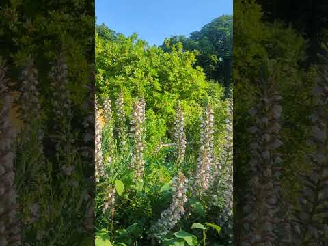 48 perfect seconds at the jardin de l'école de botanique in #paris