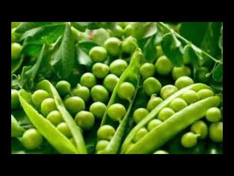 زراعة البسلة (البازلاء) الأصناف الأكثر إنتاجية ، موعد الزراعة، التسميد والري