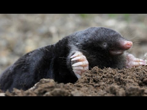 Тайны жизни кротов: что их так тянет на наши участки?