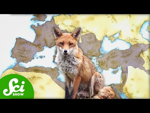 How the Fall of the Roman Empire Made Animals Smaller