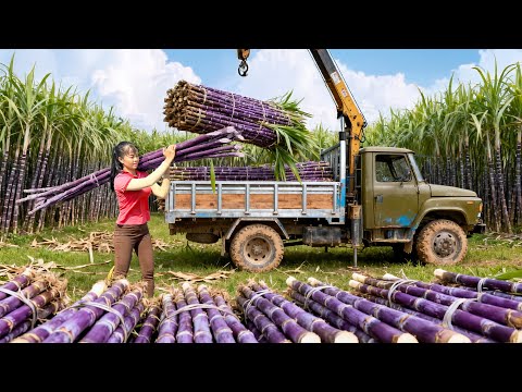 Inside a Giant Sugarcane Farm: How Fresh Sugarcane Becomes Shiny Crystal Sugar | Phuong Harvest Life