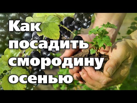 ОСЕННЯЯ ПОСАДКА СМОРОДИНЫ. Советы агронома