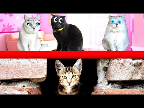 The Complete Story of the RESCUE of kitten CHIKA! 4 episodes in a row