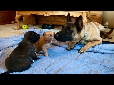 Belgian Malinois Meets His Puppies For The First Time