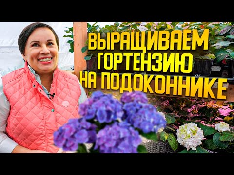 Growing hydrangea on a windowsill
