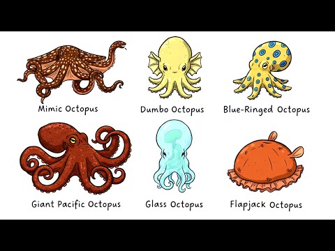Every Octopus Explained in 12 Minutes