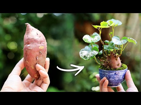 Sweet Potato Teacup Mini Bonsai Summer Free Study【Bonsai diary 8/24】How to Vegetables Yam Gardening