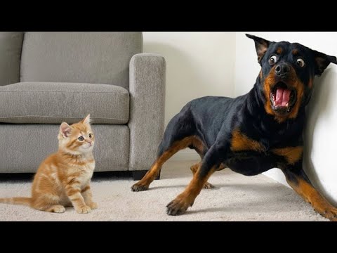 You Will Die Laughing At These Dogs Funny Dog Videos