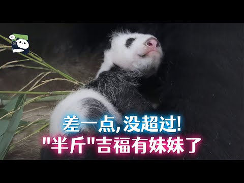 “半斤”吉福有妹妹了，翠翠妈妈专生胖女儿，翠翠的故事