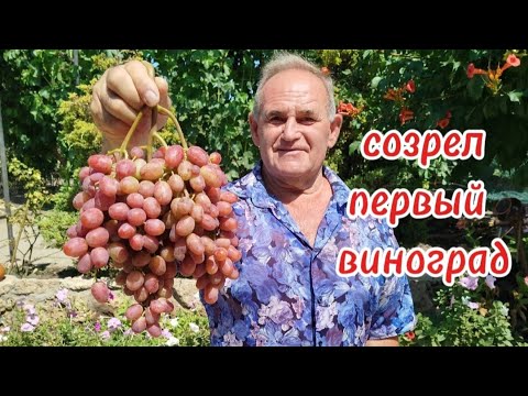 Созрел первый виноград.