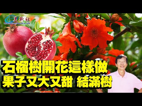 石榴樹開花這樣做，果子又大又甜，結滿樹！
