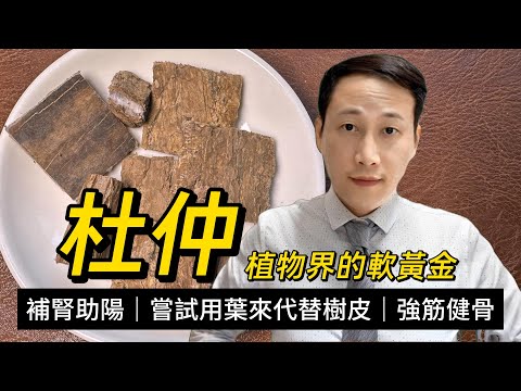 杜仲，很多人不知道的神奇特性，到底補什麼？怎麼用？杜仲葉能不能當杜仲？