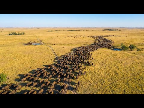 They Released 100 Bison Into Abandoned Farmland: 8 Years Later, Satellites Reveal the Impossible