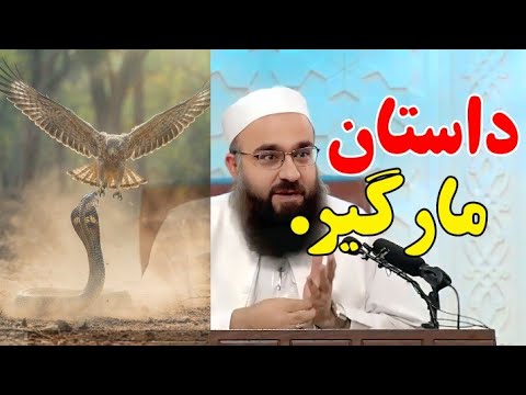 داستان مارگیر / مولانا بهزاد فقهی #مولانا_بهزاد_فقهی  #بیانات #کلیپ #اسلام #داستان #مار #شعر 