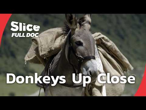 Donkeys: Loyal, Smart, and Misjudged | FULL DOCUMENTARY