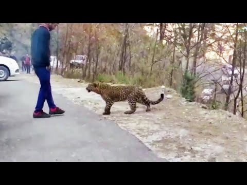Best Moments Of Animals That Asked People for Help in 2022 !
