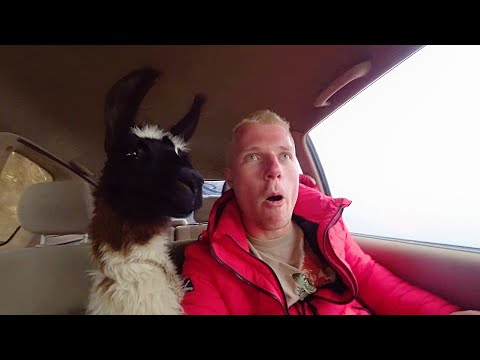Bolivia's Most Dangerous Road with Kevin The Llama 🇧🇴