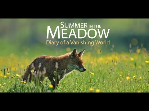 TRAILER - Summer in the Meadow - Diary of a Vanishing World