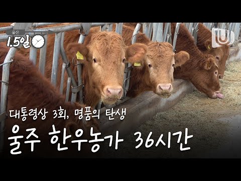 [울산1.5일]대통령상 3회, 명품 한우가 탄생하는 '울주 한우농가 36시간'