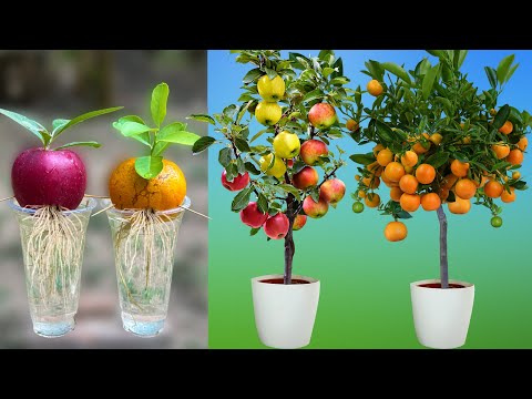 How to grow apples and oranges from their fruit in plastic bottles | How to grow fruit