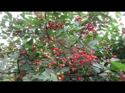 Стиль обрезки от Виталия Ореха. Обзор сада: СЛИВА, ВИШНЯ, ГРУША, ЯБЛОНЯ.