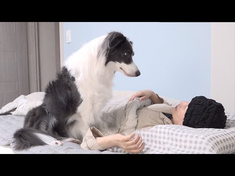 This Is What My Dog Does In Every Morning After I Get Cancer