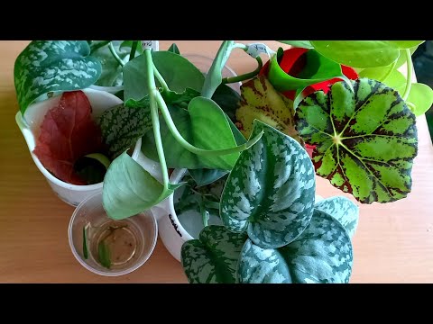 Посадка сциндаптусов, хойи, бегошек листиком