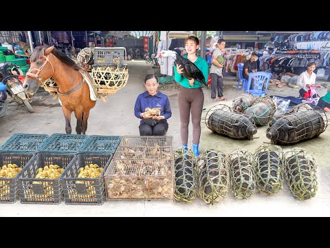 480 Days Buy Horse, Chickens, Pigs, Ducks To Raising - Sell 100KG Pig After 1 Year Of Raising