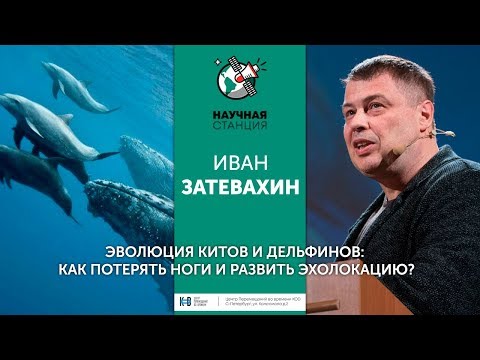Иван Затевахин. Эволюция китов и дельфинов: Как потерять ноги и развить эхолокацию?