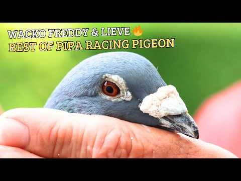 🏆 Wacko Freddy & Lieve – The Dynasty Behind Porsche 911 | Racing Pigeon Legends