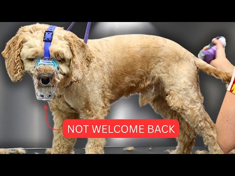 No One Would Groom This Difficult Dog...Here's What Happened