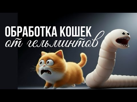 Как часто и чем обрабатывать кошку от глистов | Советы ветеринара 