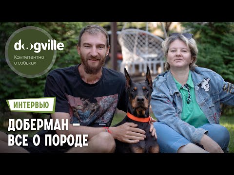 Доберман – О породе с руководителем питомника и владельцем