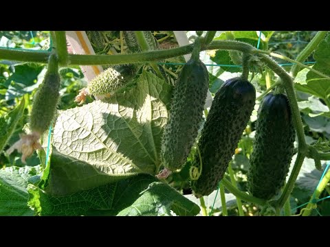 THE MOST YIELDFUL CUCUMBERS/REVIEW OF CUCUMBERS BY VARIETIES AND HYBRIDS July 22, 2025