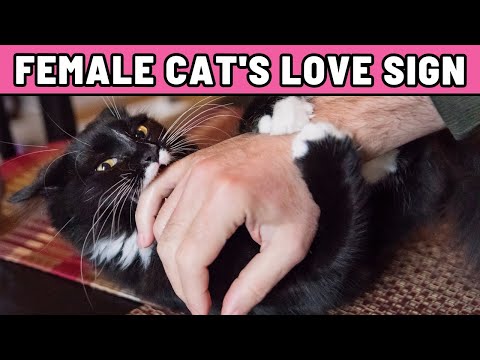 How Female Cats Say 'I Love You' – It’s Not What You Think