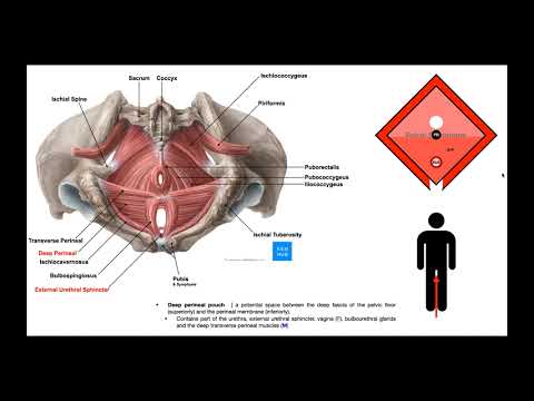 Muscles of the Pelvic Floor [Part 1] | The Perineal Muscles [OINAs] and Layers of the Perineum