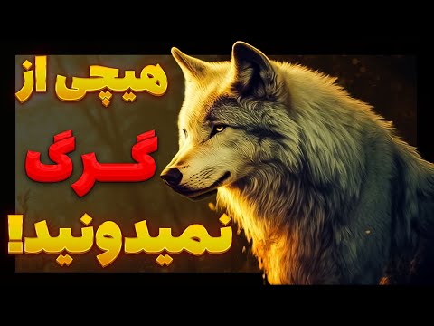 چرا گرگ ها بیشتر شبیه انسان هستند تا حیوان؟🐺🧑
