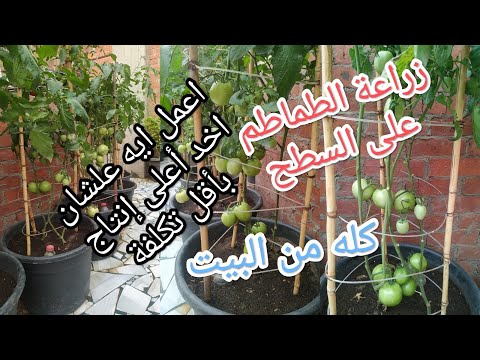 زراعة الطماطم من الالف للياء ( من البذرة للحصاد )