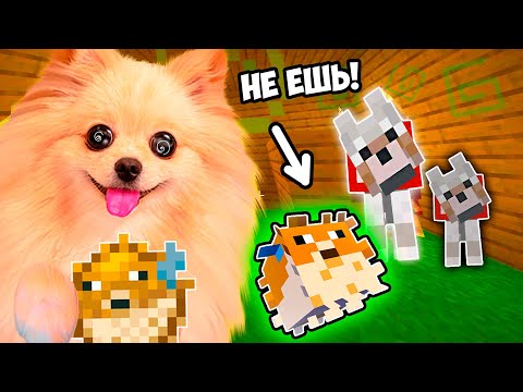НЕ ДЕЛАЙ ЭТО В МАЙНКРАФТ ! СЪЕЛА ЯДОВИТУЮ РЫБУ И ВОТ ЧТО ВЫШЛО ! СОБАКИ В ШОКЕ ! MINECRAFT