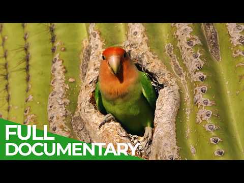 Nature's Greatest Talents: Smart And Smarter | Free Documentary Nature