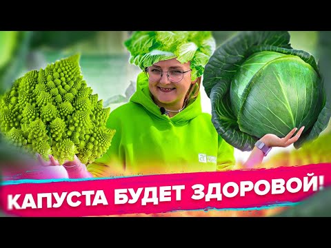 ПОЧЕМУ ТРЕСКАЕТСЯ КАПУСТА? ОТКУДА БЕРЕТСЯ КИЛА И ВСЕ О БОЛЕЗНЯХ КАПУСТЫ