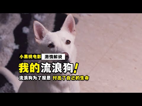 超感人！流浪狗被女人捡回家，为了报恩倾尽一生