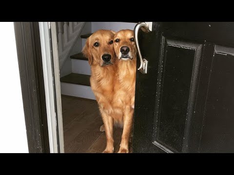 You won't BELIEVE how funny this Golden Retriever is! 😂