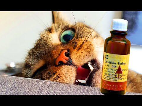 Приютили кота - психа на свою голову: теперь обидно и смешно одновременно от его причуд! Хохма!