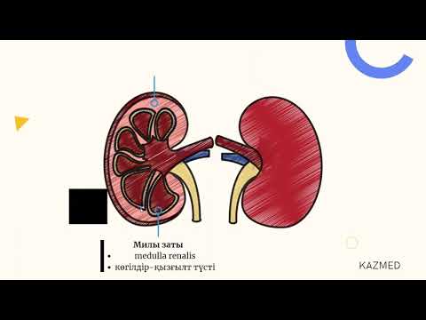 Бүйрек анатомиясы