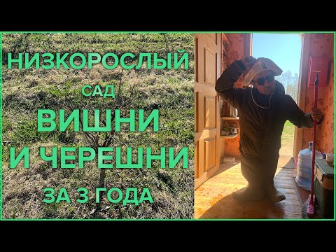 ПРАВИЛЬНАЯ обрезка ВИШНИ и ЧЕРЕШНИ весной после посадки и до 3 лет. Как обрезать косточковые и когда