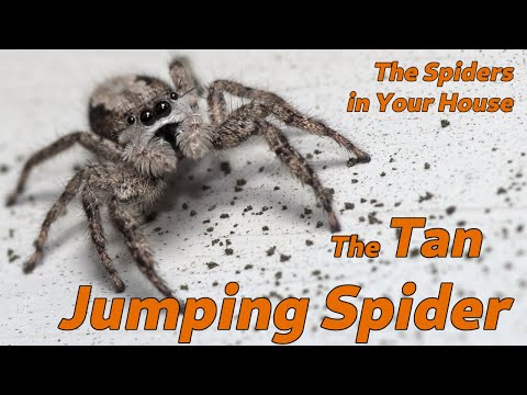 The Tan Jumping Spider - The Spiders in Your House